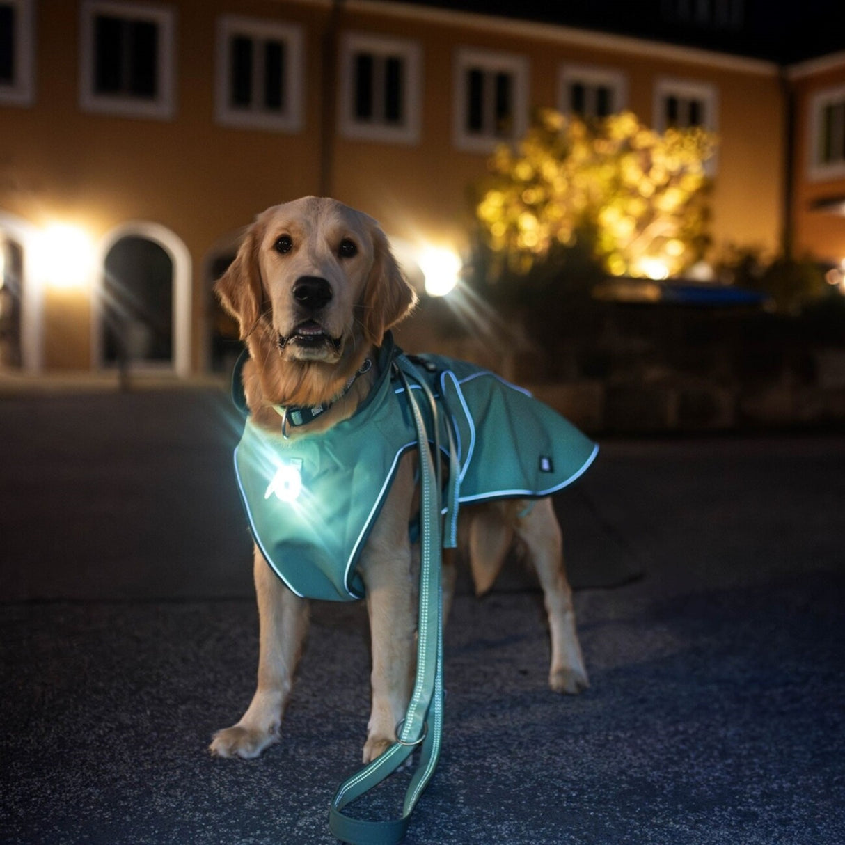 Max & Molly Regenmantel Matrix 2.0 für Hunde | tiierisch.de