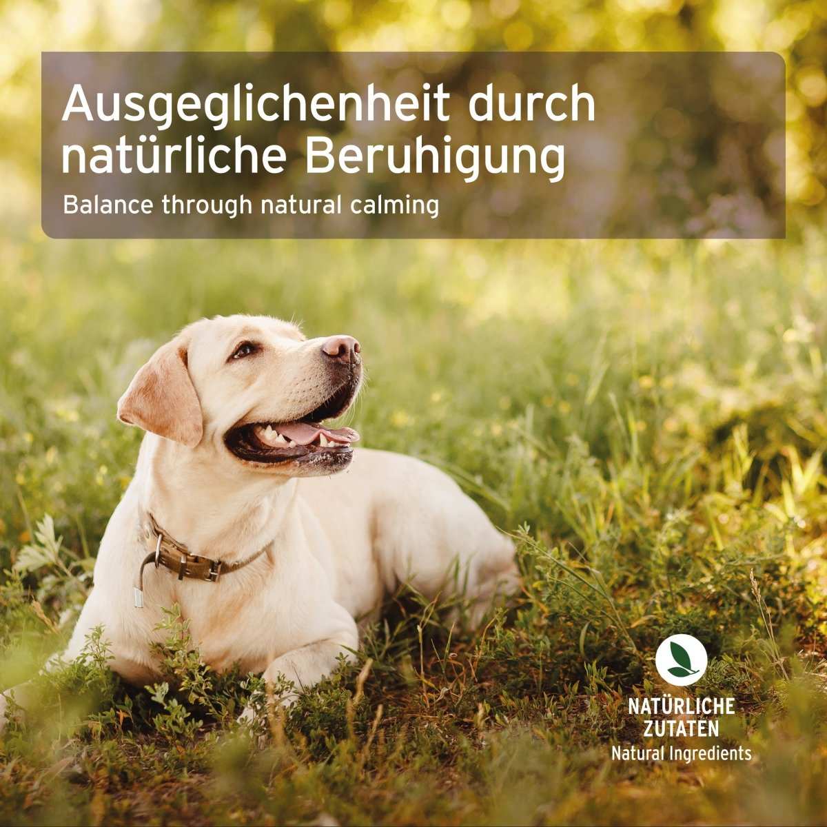 AniForte Bachblüten Protest Globuli für Hunde & Katzen 15 g