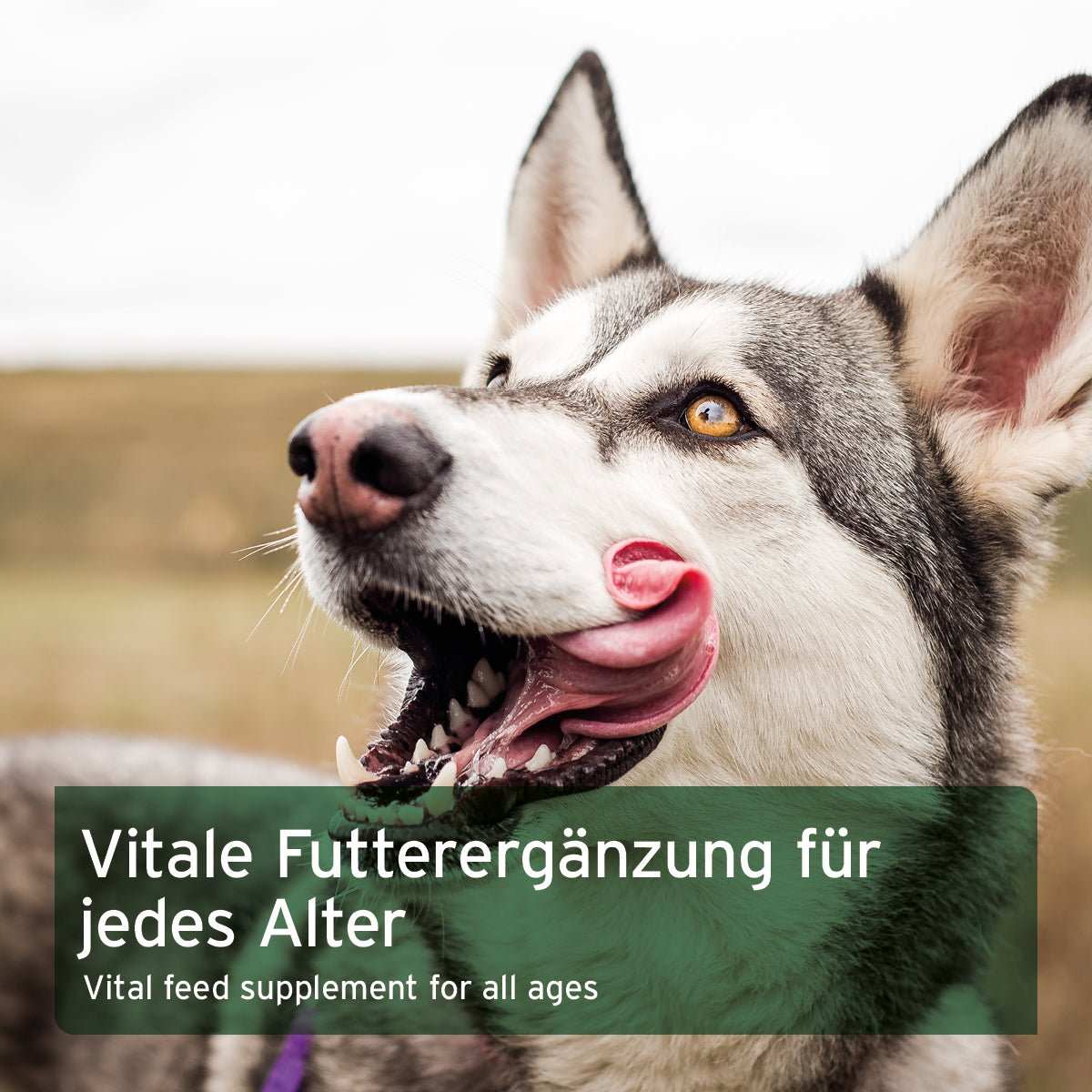 AniForte BARF-Line Gemüse-Kräuter Vielfalt