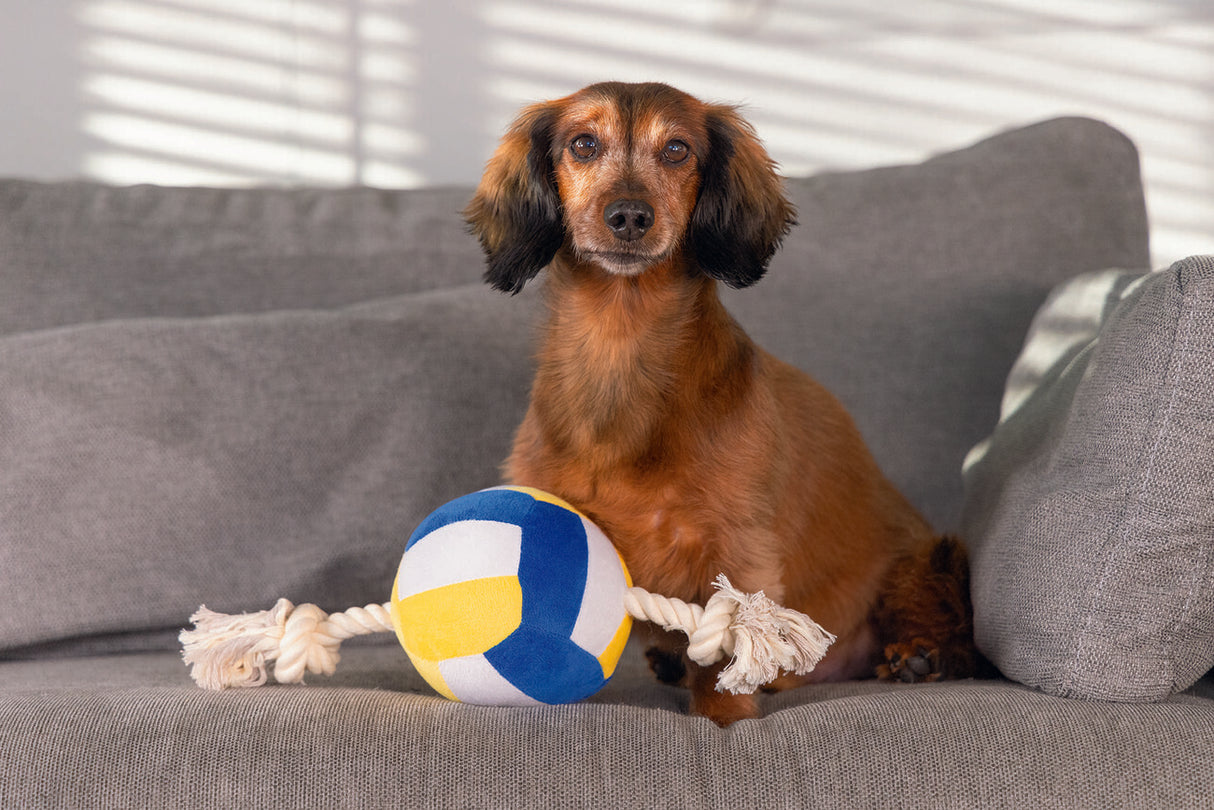 Großer Hundeball Plüschball mit Seil