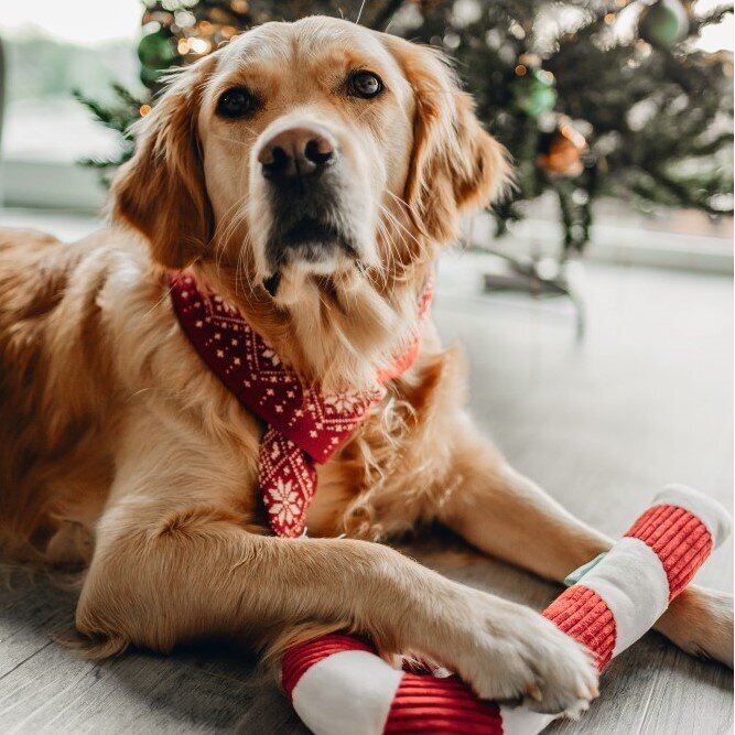 Weihnachts Halsschmuck für Hunde
