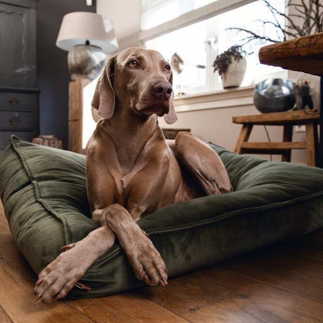 Designed by Lotte Nalino Hundekissen
