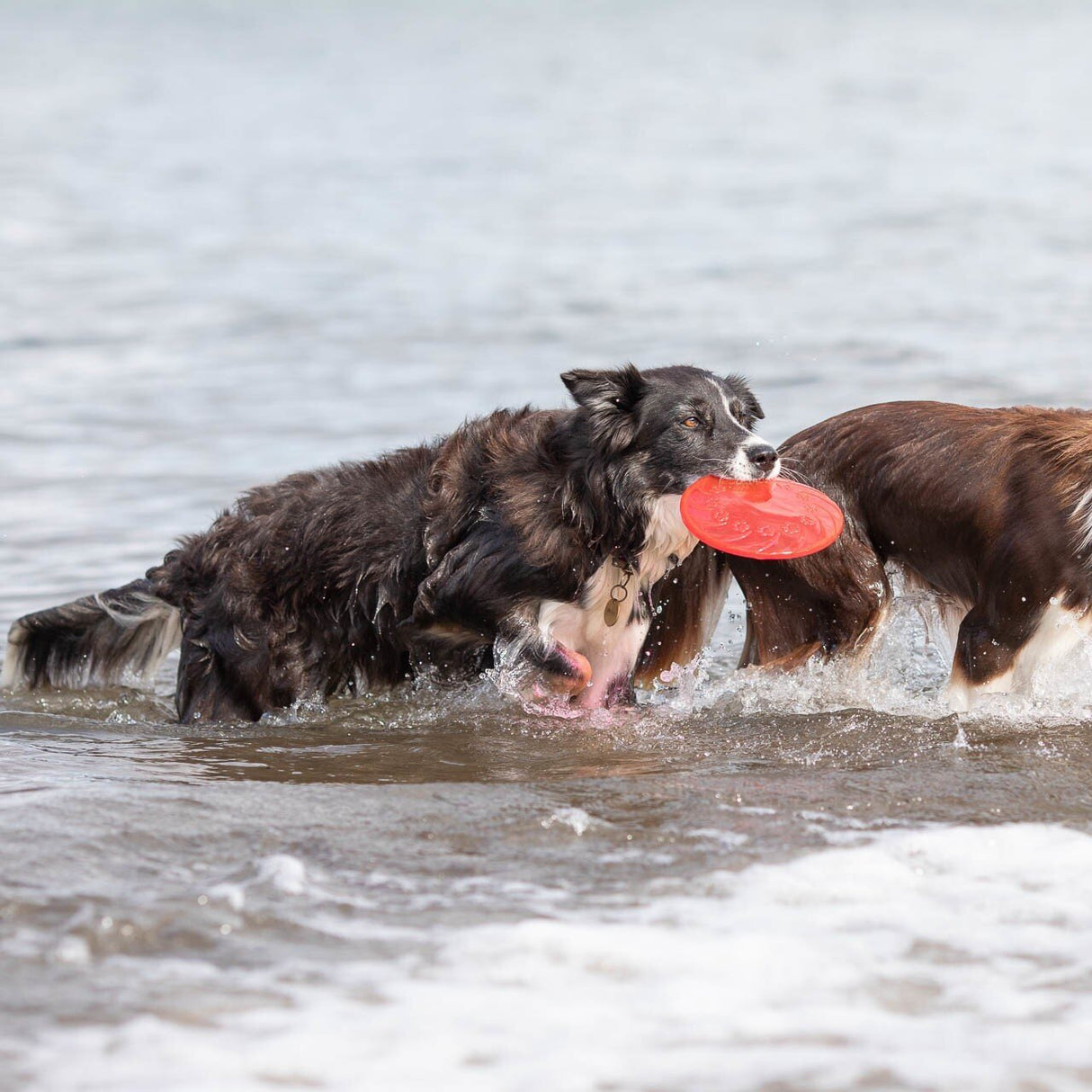 Dog Disc aus thermoplastischem Gummi (TPR)