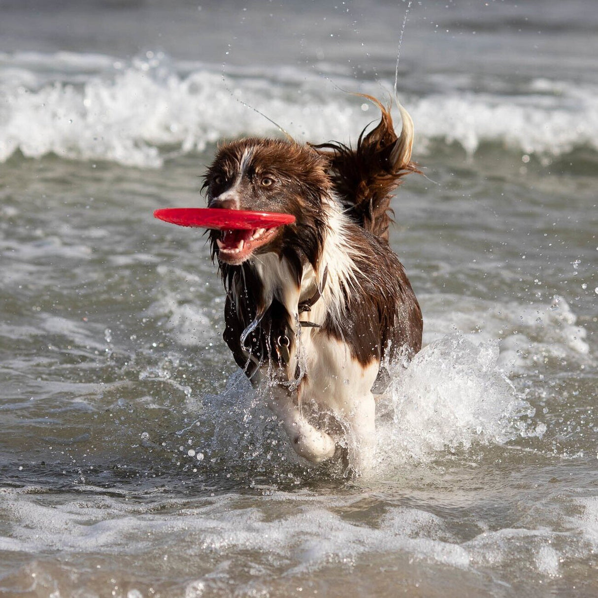 Dog Disc aus thermoplastischem Gummi (TPR)