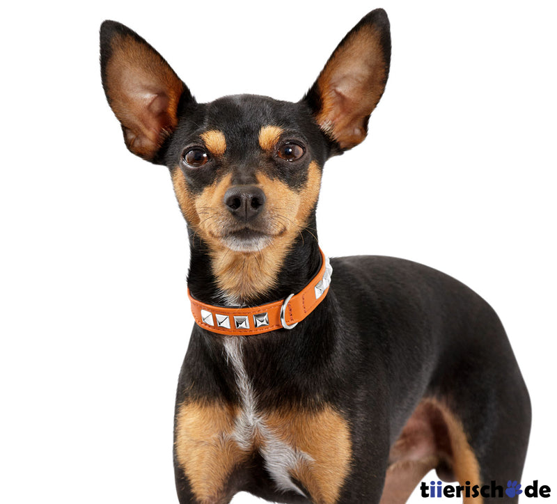 Halsband Rocky Petit für kleine Hunde