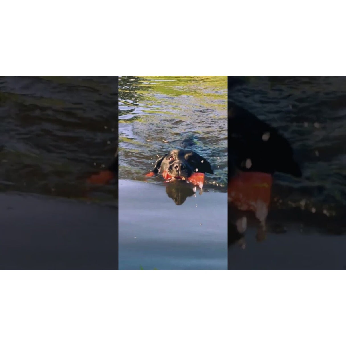 Dog Comets Bobber Schwimmspielzeug