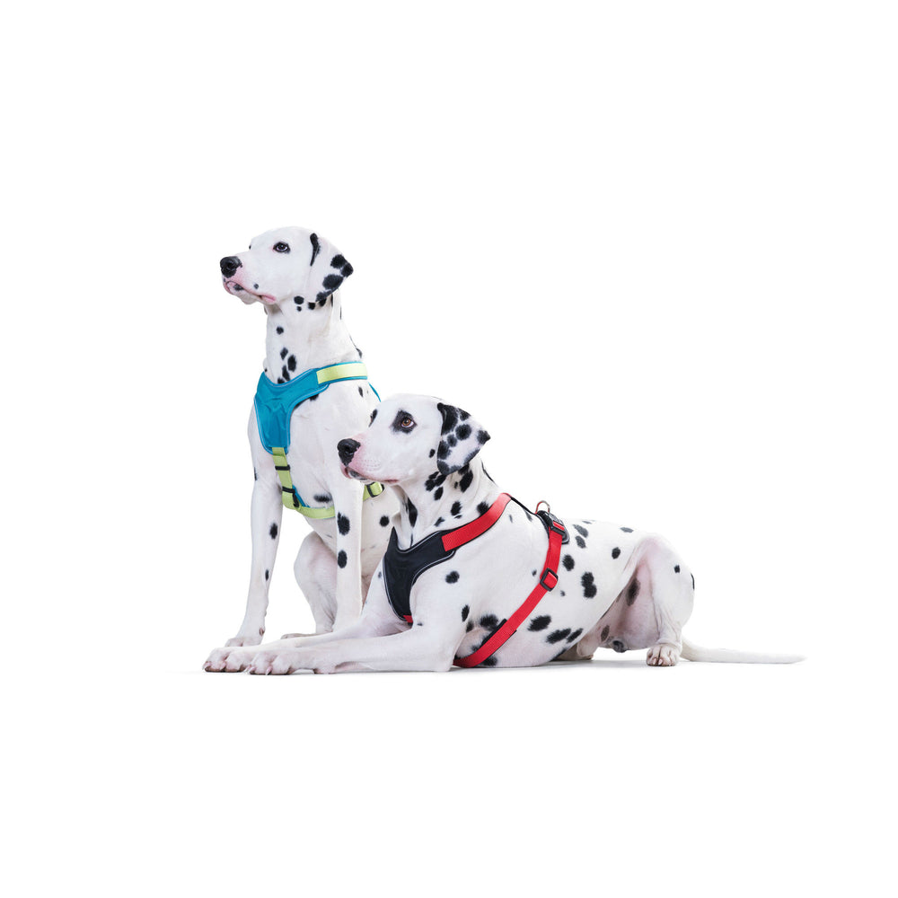 Hunter Hundegeschirr Neopren