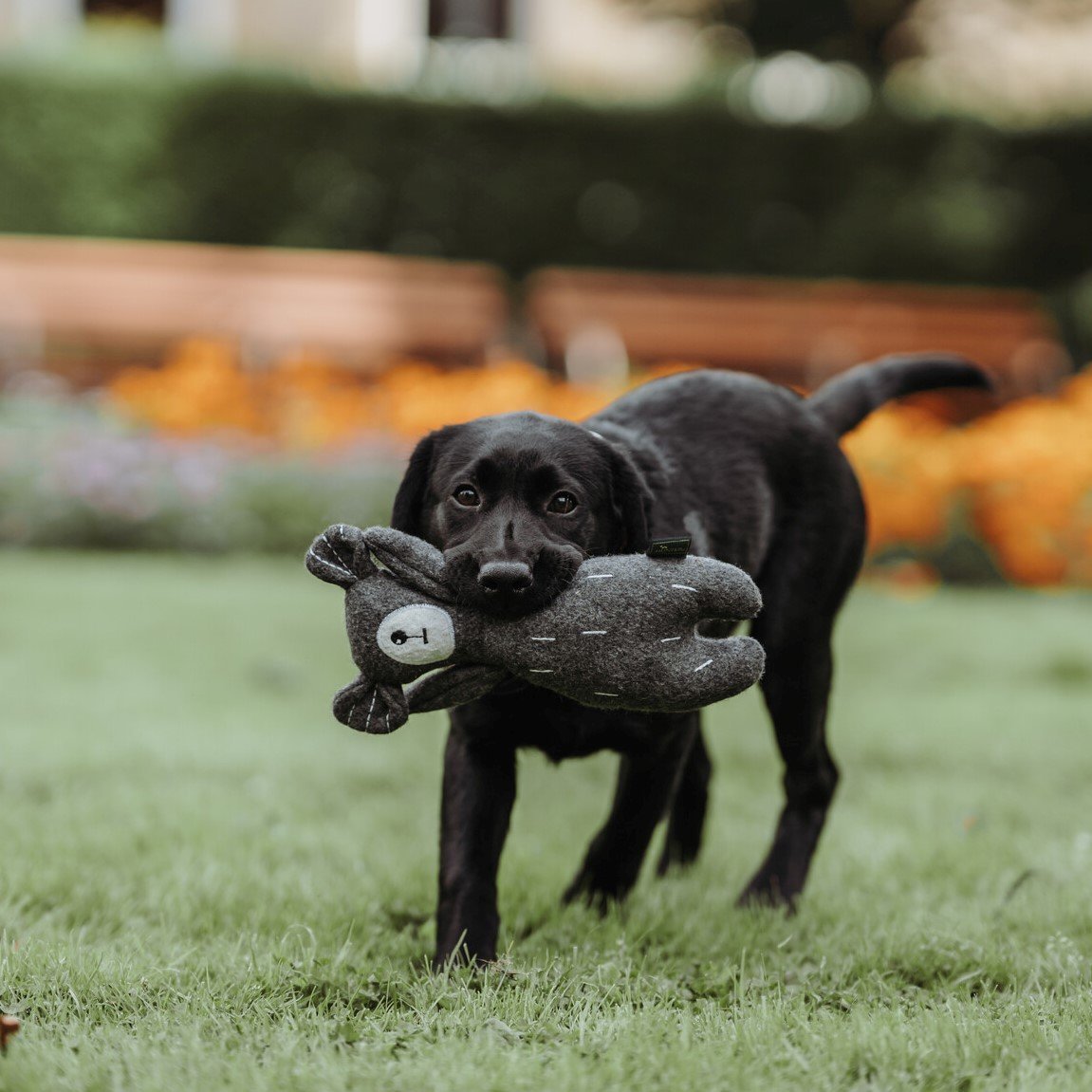 Hunter Hundespielzeug Tirana