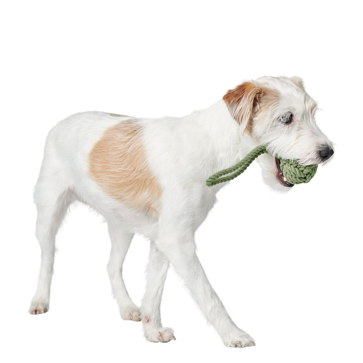 Schleuderball Inari für Hunde