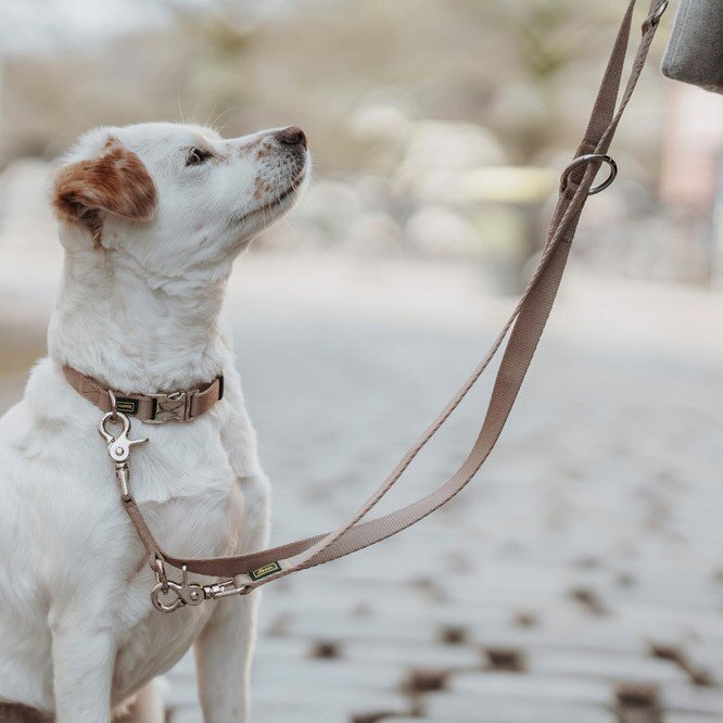 Verstellbare Führleine Inari für Hunde