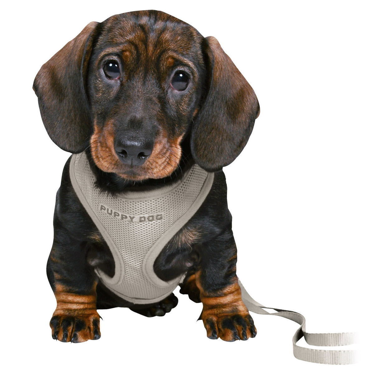 Junior Welpen Softgeschirr Set mit Leine