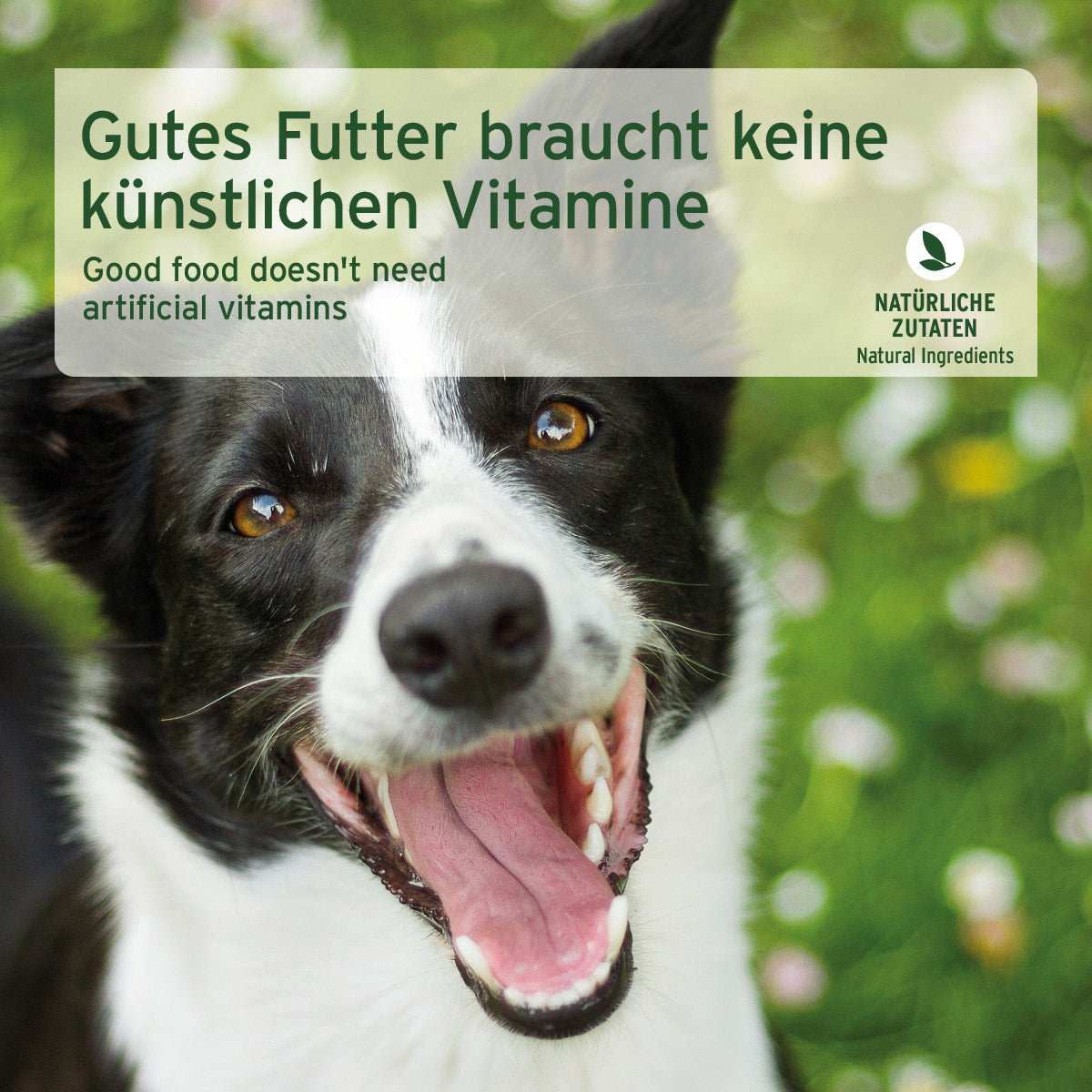 AniForte Nassfutter Pferd Pur