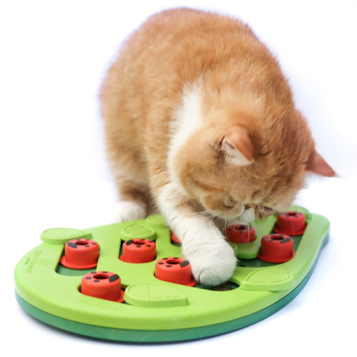Katzen Snackspielzeug Blatt