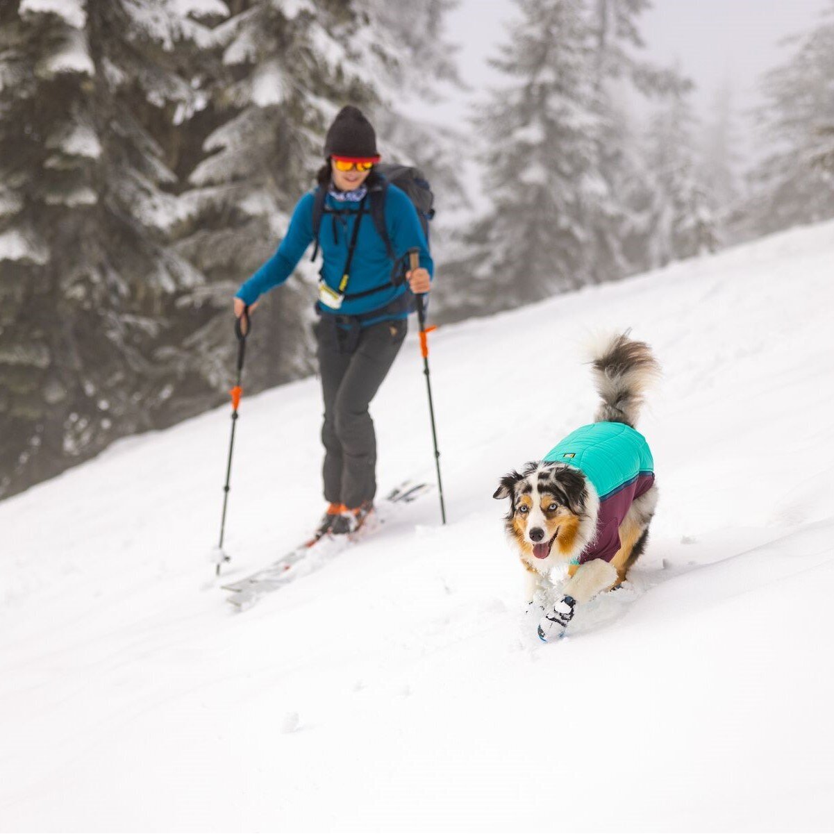 Powder Hound Wintermantel für Hunde