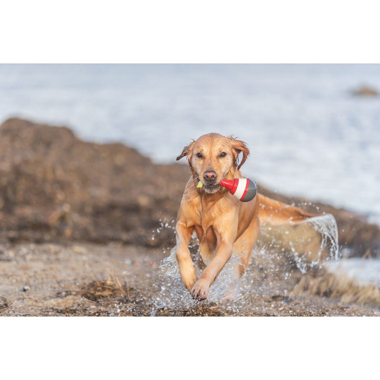 Aqua Toy Snack Boje Hundespielzeug