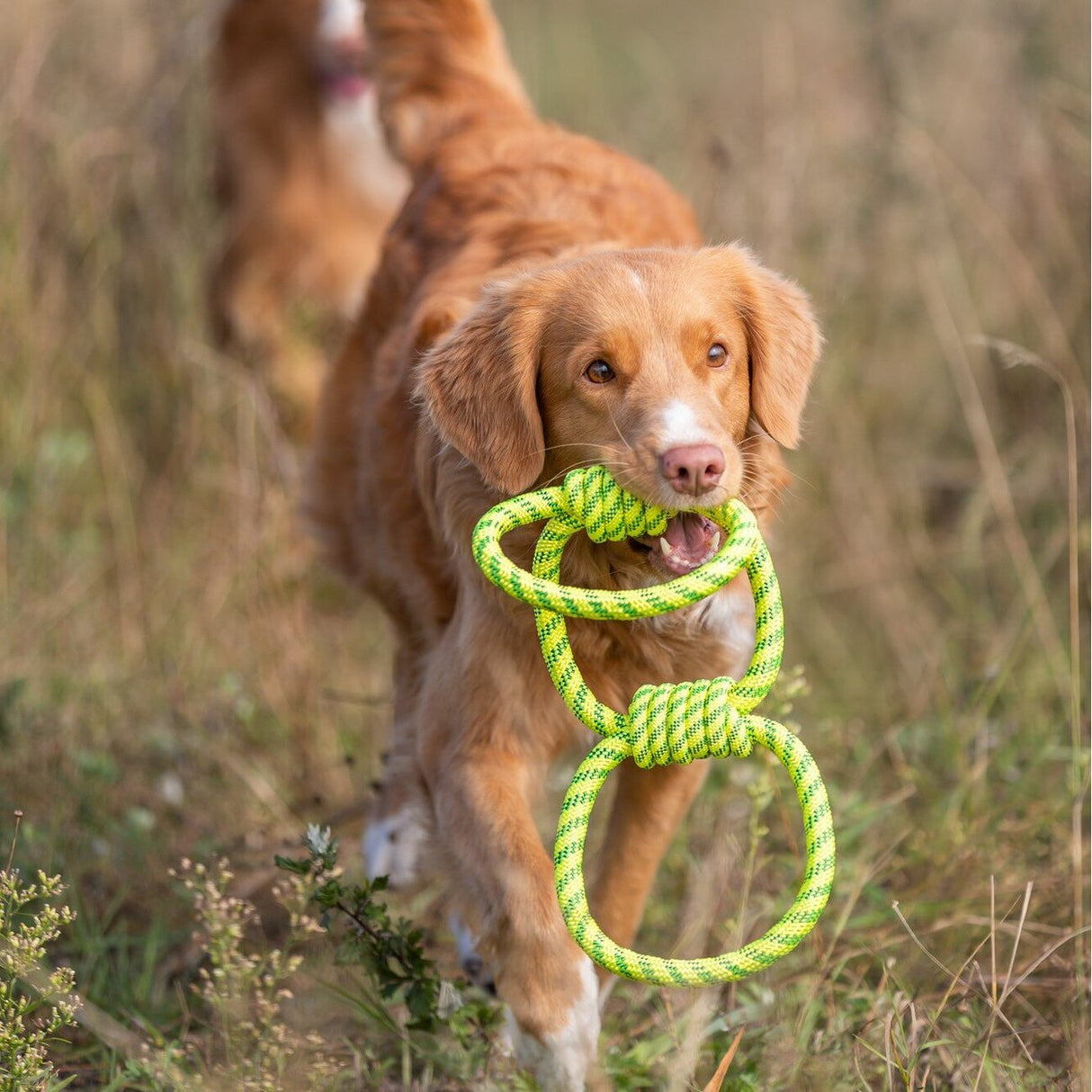 Aqua Toy Spieltau für Hunde