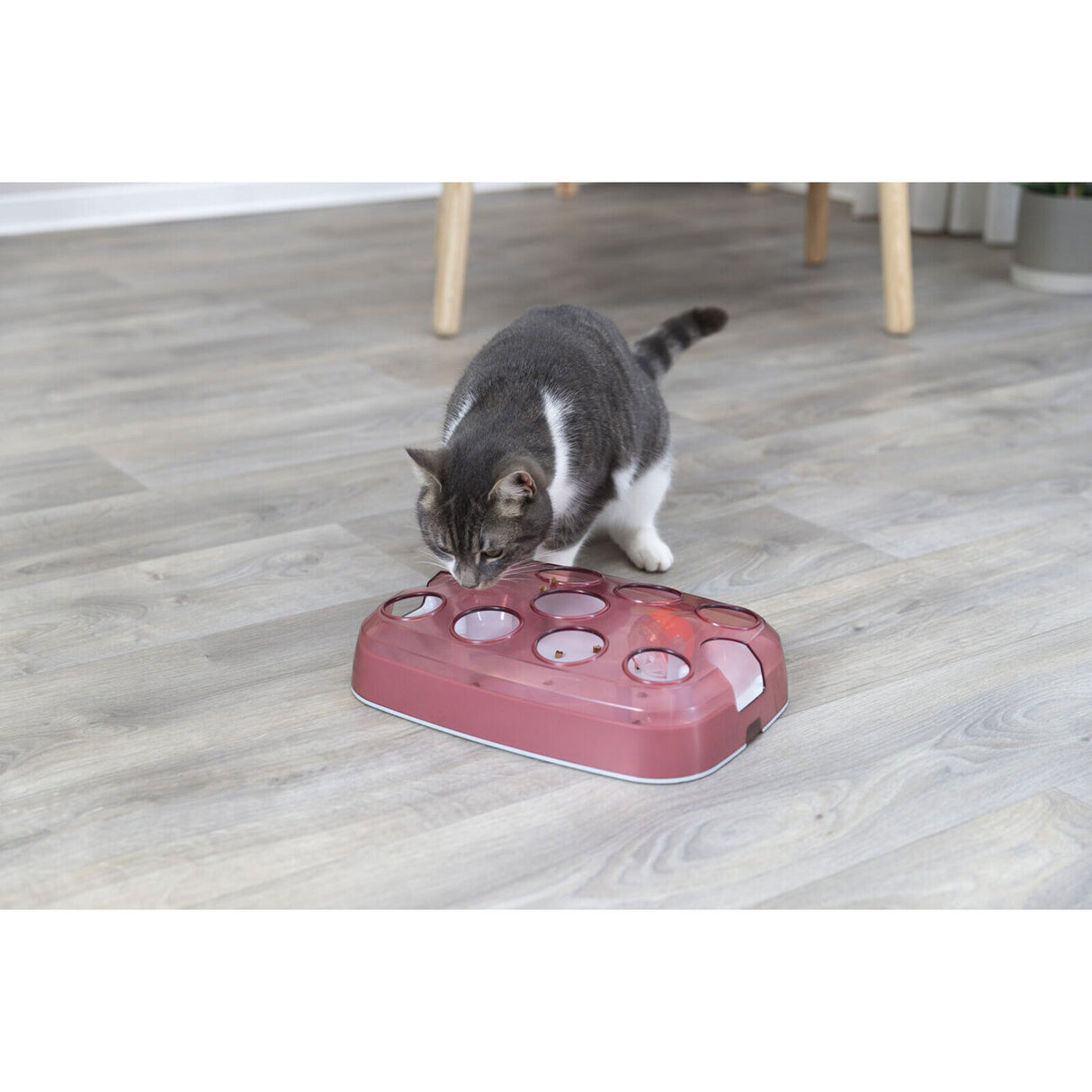 Cat Activity Soccer Katzenstrategiespiel