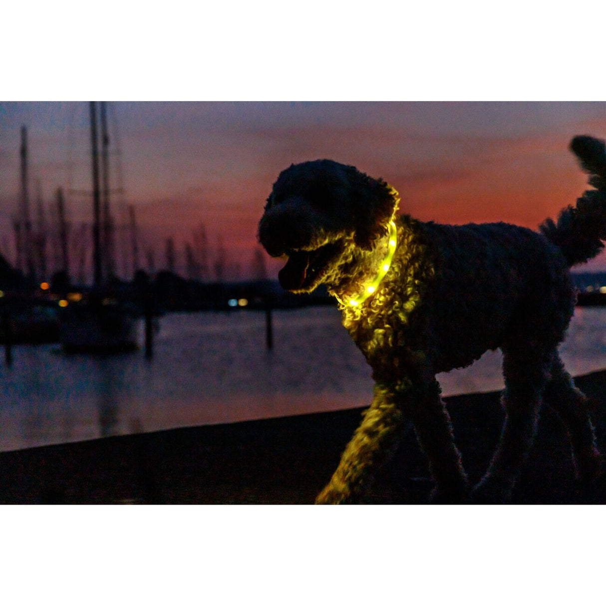 Flash Leuchtring für Hunde, USB, Silikon