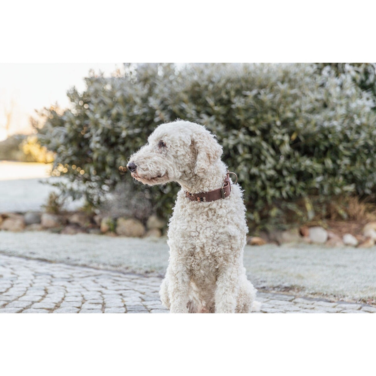Rustic Fettleder Hundehalsband mit Nieten
