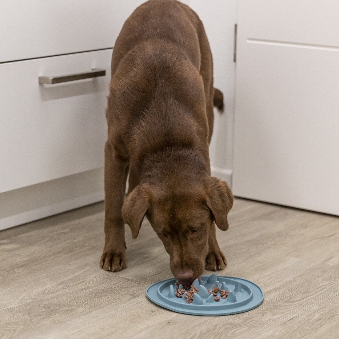 Slow Feed Futtermatte für Hunde und Katzen