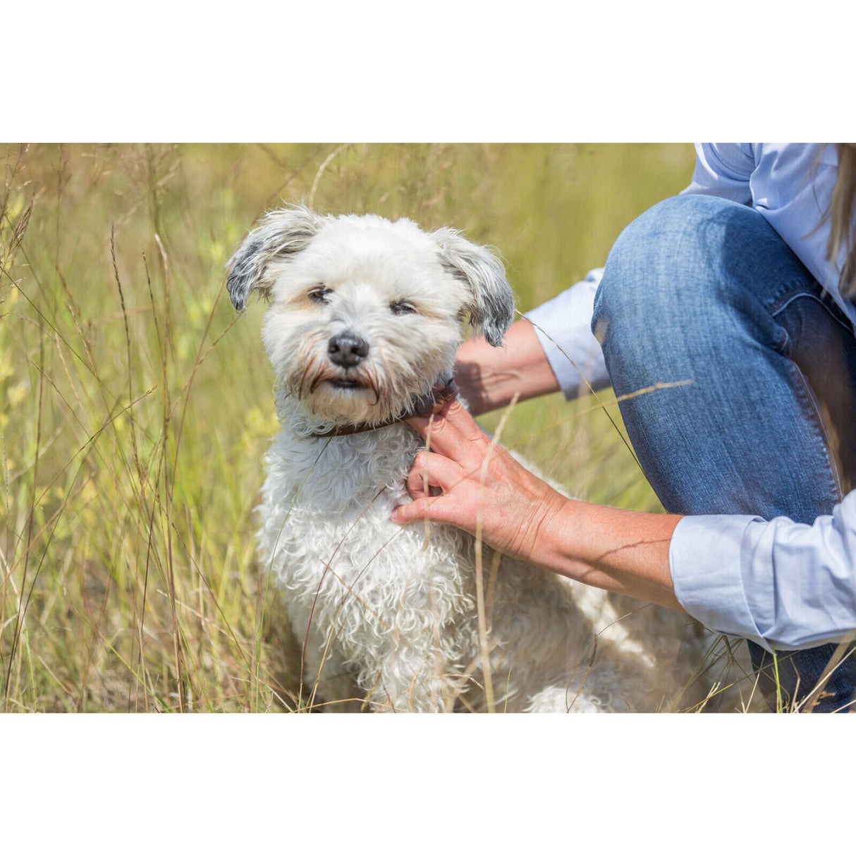 Ungeziefer Halsband für Hunde