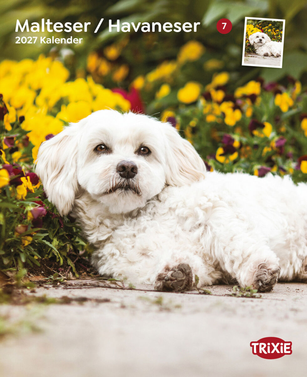 2027 Kalender Malteser/Havaneser