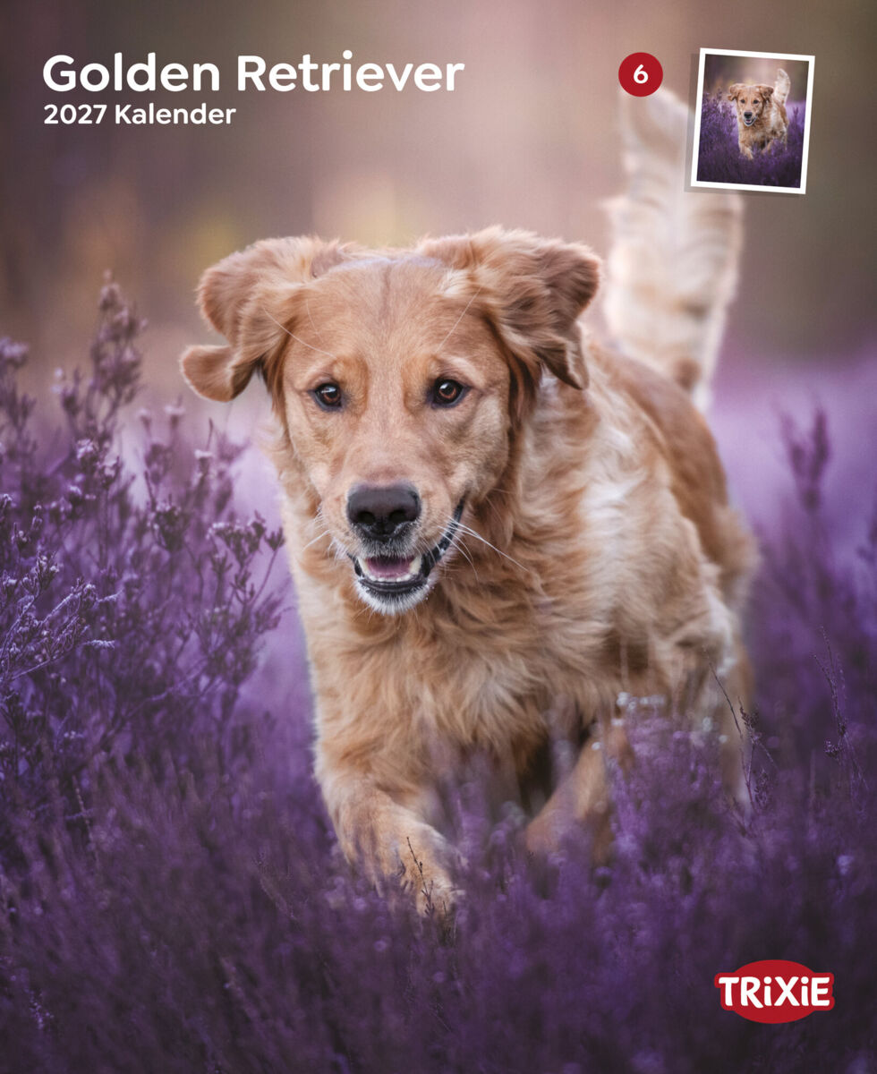 2027 Kalender Golden Retriever