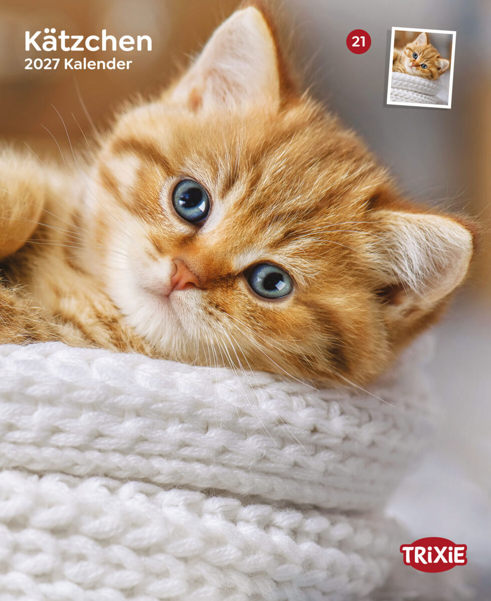 2027 Kalender Kätzchen
