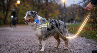 Reklektierende Halsbänder und Hundeleinen