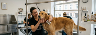 Hund · Pflege & Gesundheit