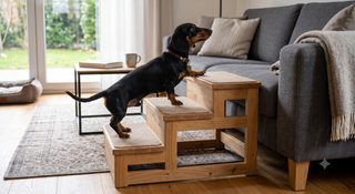 Hunde Treppen und Rampen für Drinnen