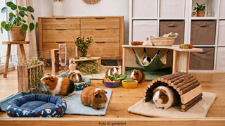 Hamster Shop Zubehör für Hamster günstig kaufen