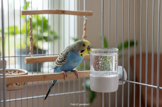 Vogeltränken für Vogelkäfig