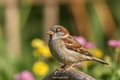 Wildvögel