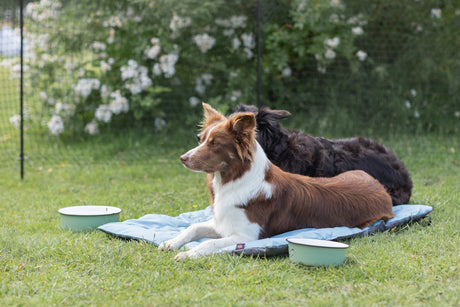 Hundeshop: Hundebedarf & Hundezubehör online bestellen