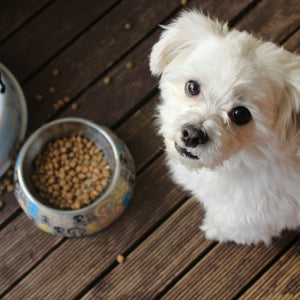 Hundefutter