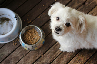 Hundefutter günstig im Shop von tiierisch.de kaufen