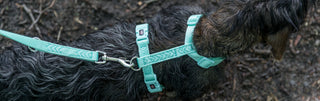 Hundegeschirre günstig im Onlineshop von tiierisch.de kaufen