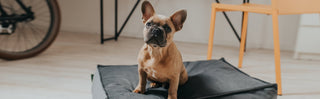 Hundekissen