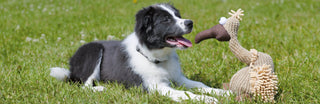 Hundespielzeug Shop - Spielzeug für Hunde günstig online kaufen