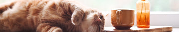 Katze