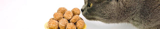 Katzenfutter günstig online kaufen bei tiierisch.de