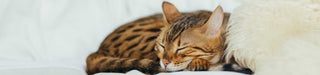 Katzenhöhlen, Katzenbetten & Katzenkissen