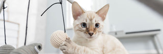 Katzenspielzeug Spielzeug für Katzen günstig kaufen