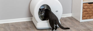 Katzenstreu günstig kaufen