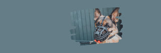 Maulkörbe und Maulschlaufen für Hunde online bestellen