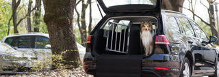 Hundetransport mit Auto, Fahrrad, Flugzeug, Hund unterwegs