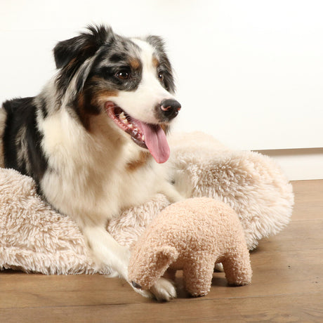 D&D Home Hundespielzeug Banjo – Kuscheliger Eisbär aus Teddystoff
