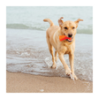Bionic Bone langlebiges Hundespielzeug