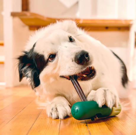 BullySafe Bully Stick Halter – Sicherer & Langlebiger Kauspaß für deinen Hund